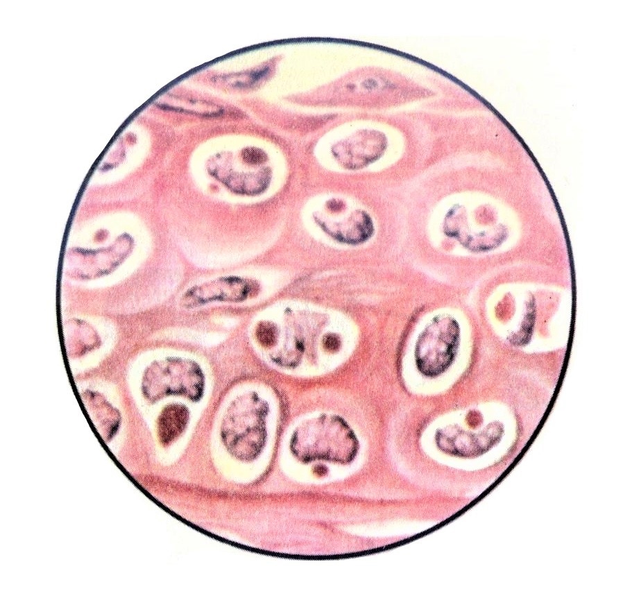 Микробиология фото