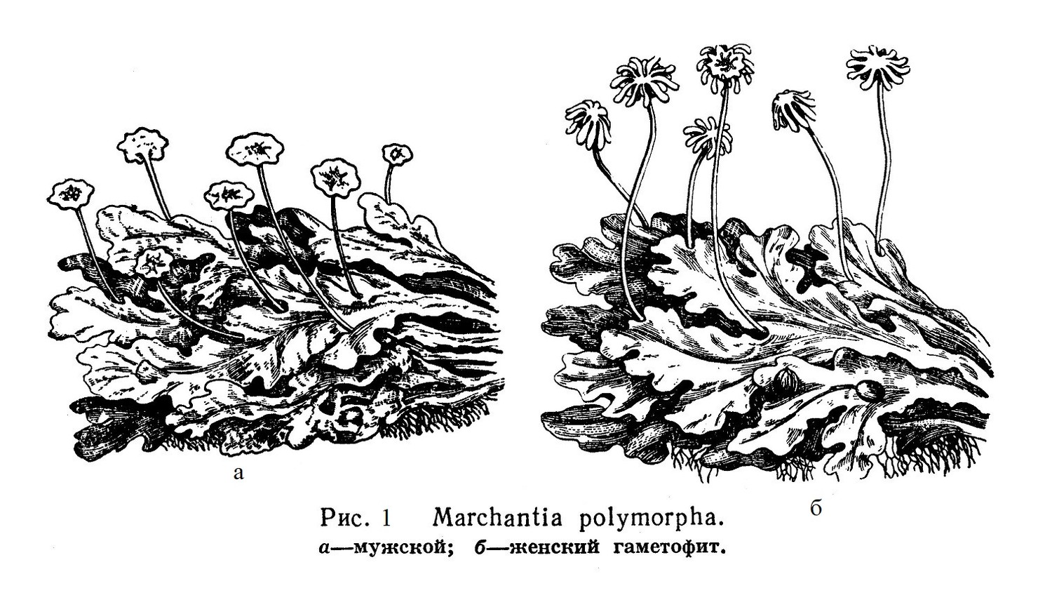 Тип мохообразных BRYOPHYTA