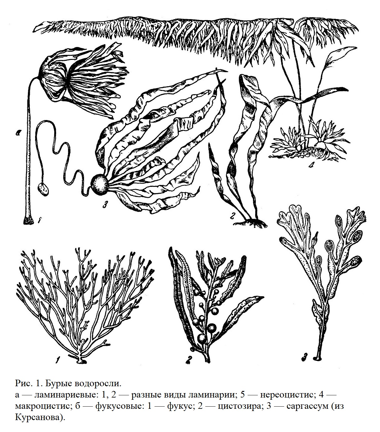 Класс бурые водоросли — Phaeophyceae