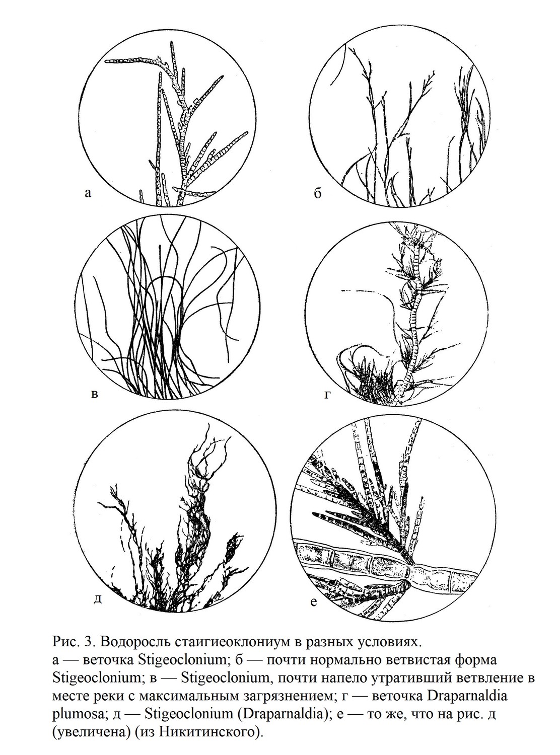 Класс зеленые водоросли — Chlorophyceae