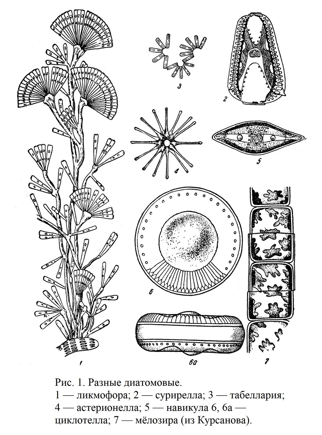 Класс диатомовые водоросли — Diatomeae