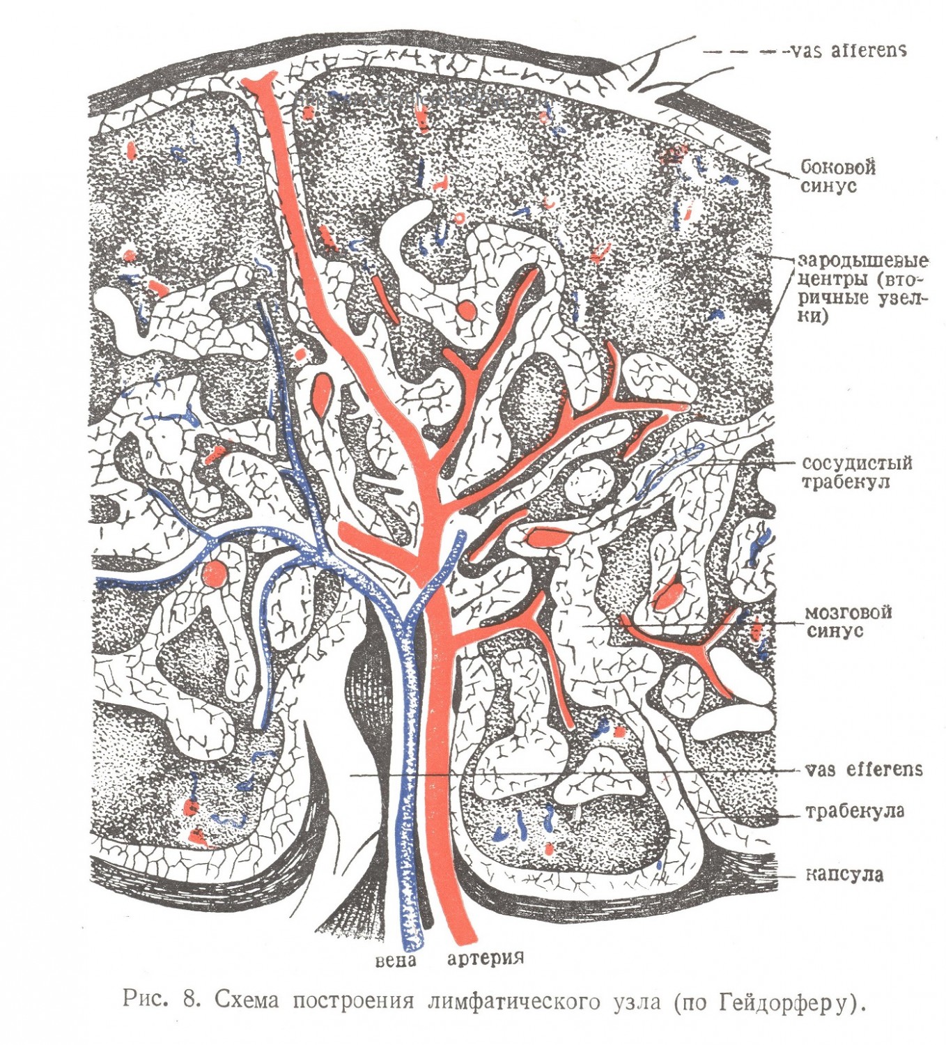 Лимфатические узлы
